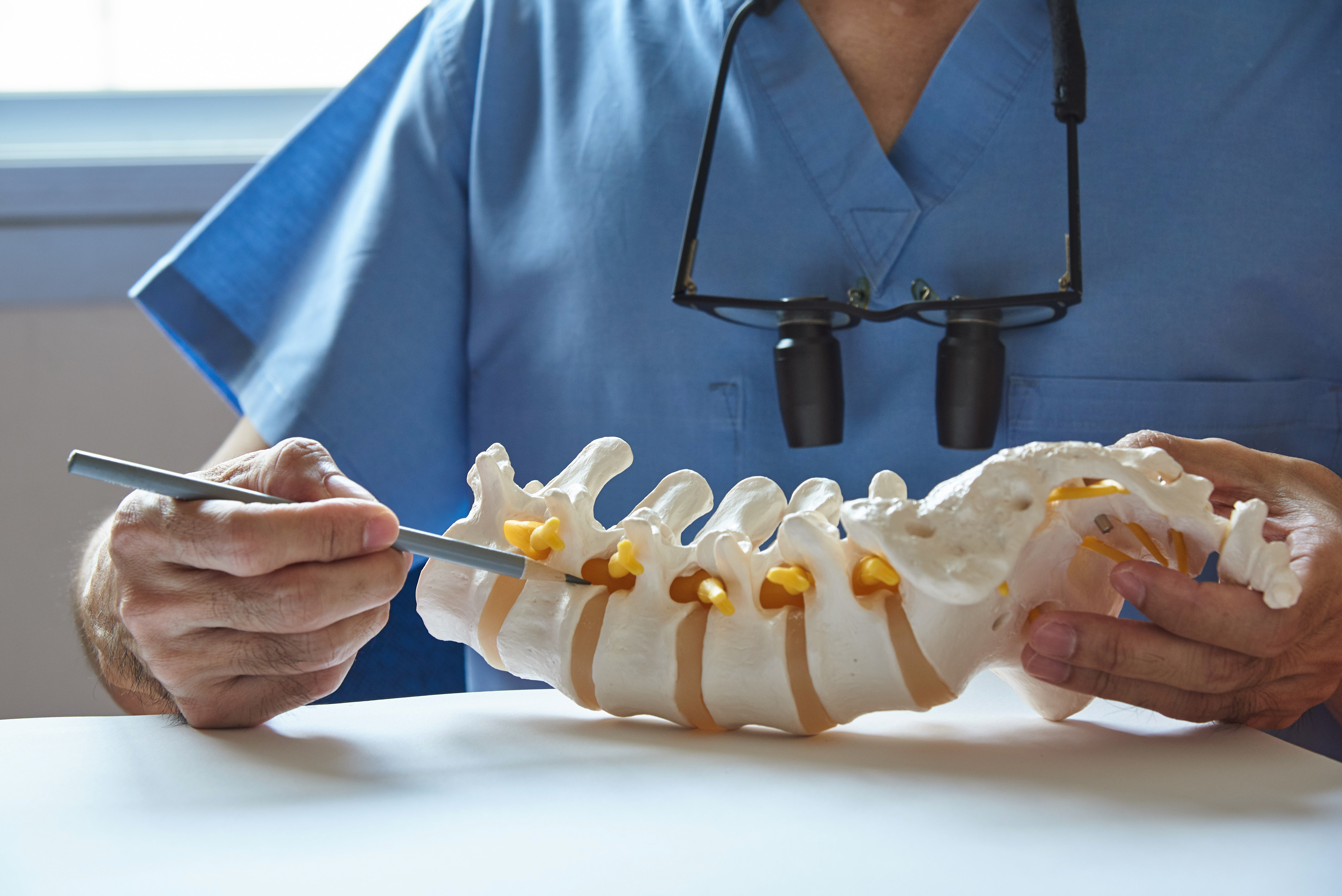 Doctor demonstrating lumbar vertebra anatomy model