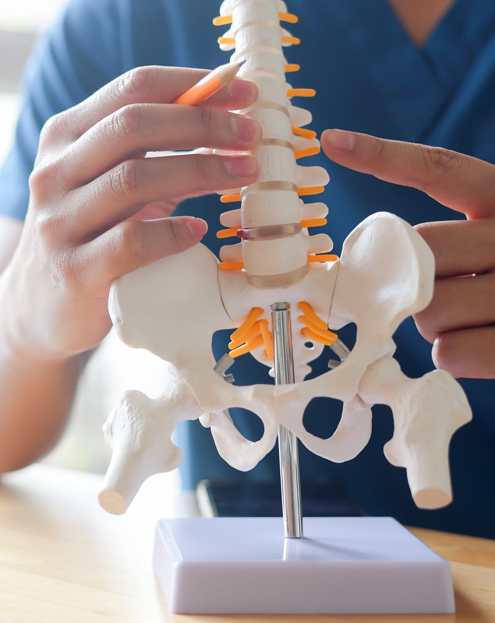 Doctor explaining lumbar spine and pelvis anatomy model